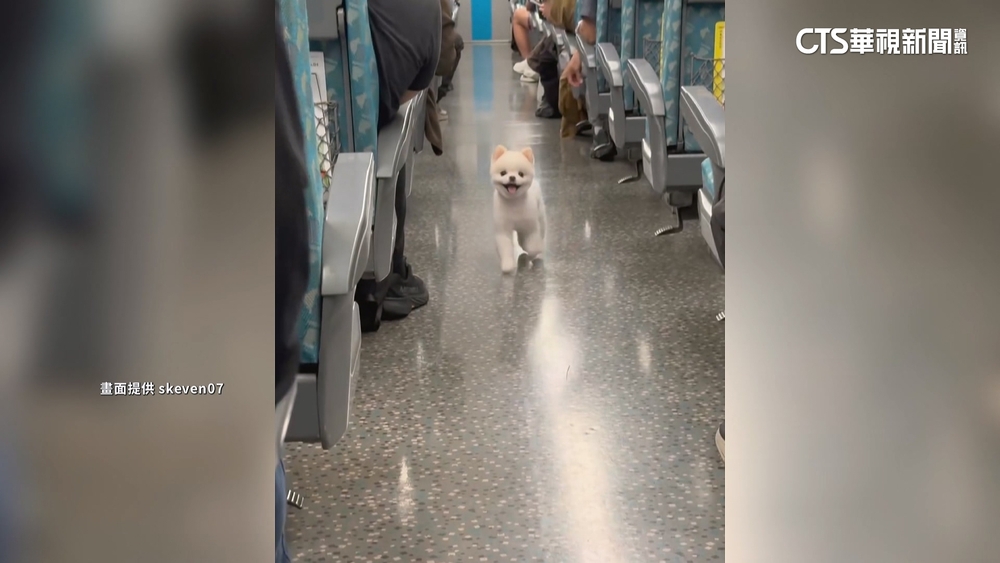 高鐵上演「博美逃脫記」　飼主致歉：睡著未注意