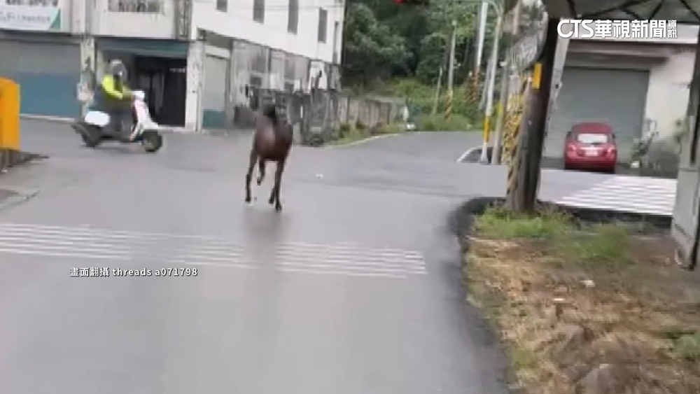驚魂！　水鹿「闖紅燈」橫越馬路　險擦撞騎士