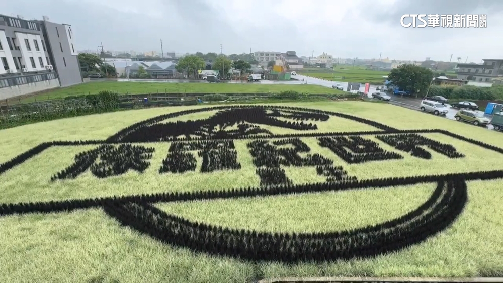 「侏羅紀」現身苗栗苑裡！　稻田彩繪成熱門打卡點