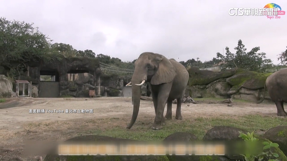 木柵動物園非洲象「美代」病逝享年42歲　網友不捨