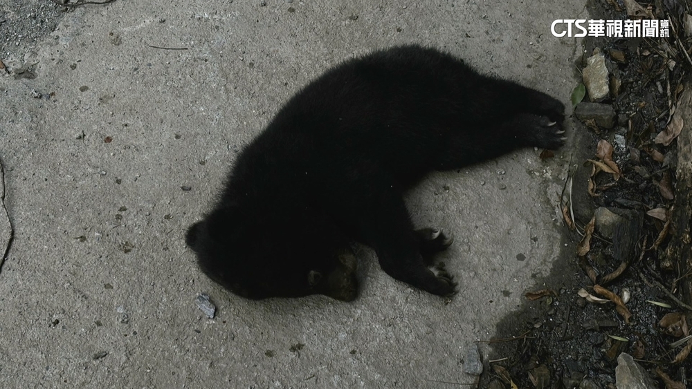 邊坡墜落？　南橫公路發現台灣黑熊幼熊遺體