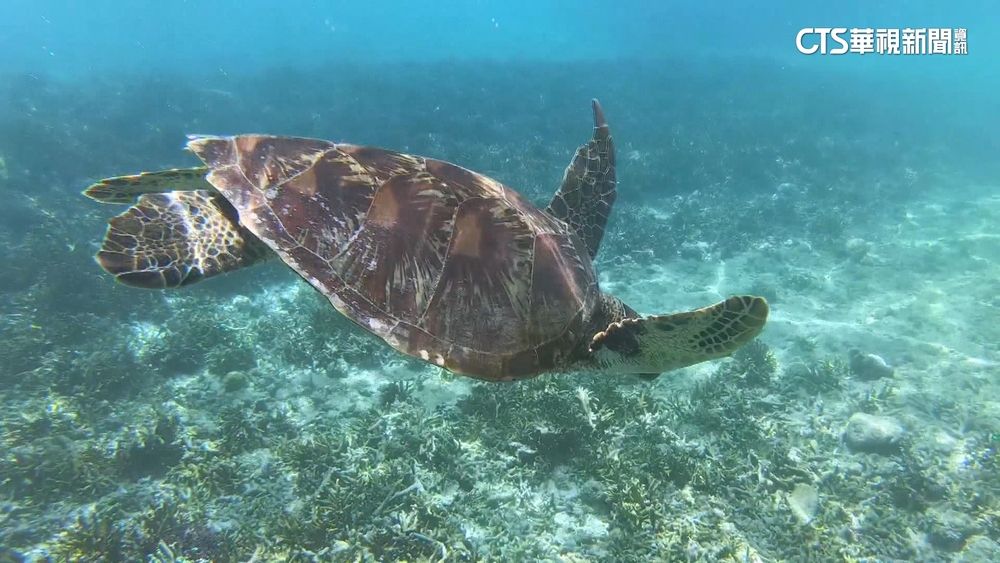 沖繩離島夯！　星宇將直飛宮古島　華航.虎航鎖定石垣島