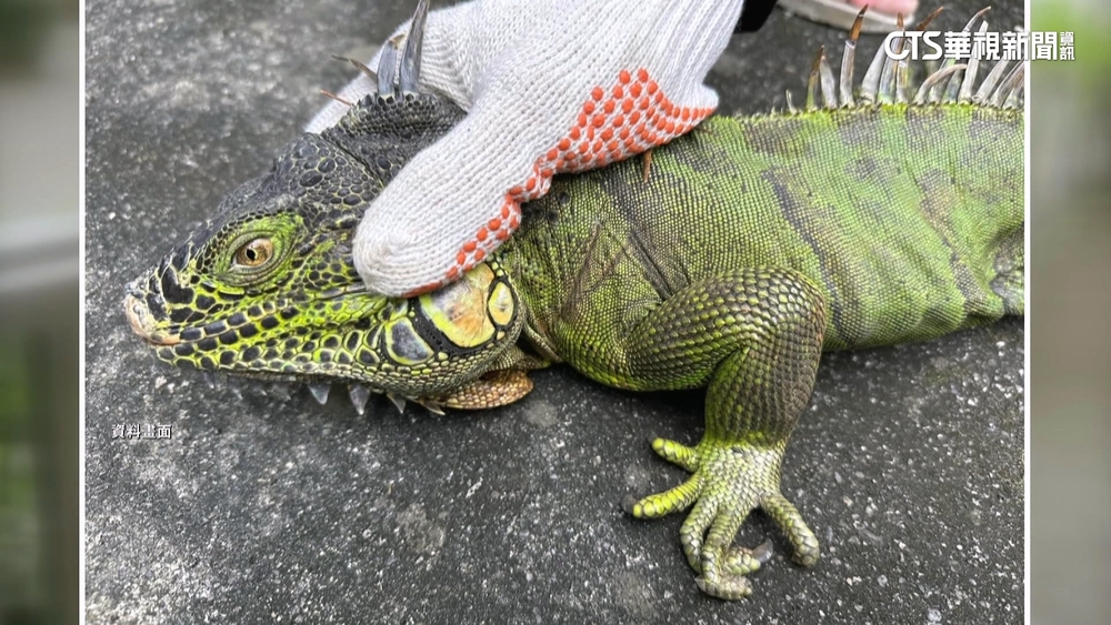 南投七鄉鎮拉警報！　防堵「綠鬣蜥」往中部蔓延嚴守防線
