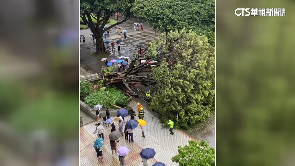 台中逢甲大學樹木倒塌　路過學生不幸遭壓死