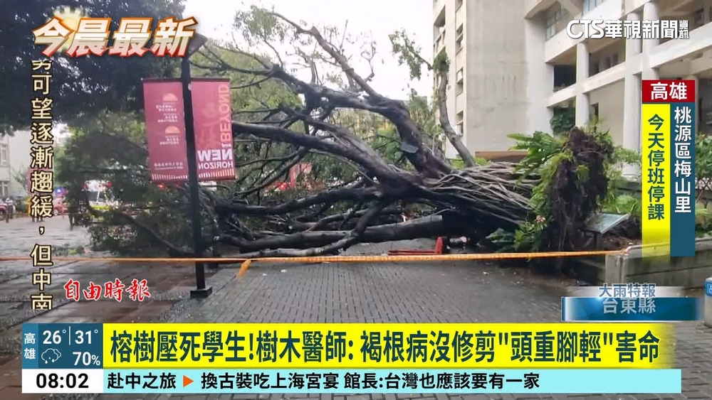 榕樹壓死學生！樹木醫師：　褐根病沒修剪「頭重腳輕」害命