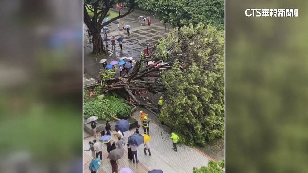 碩一生遭倒塌榕樹壓亡　同學悼：必經路　會擔心