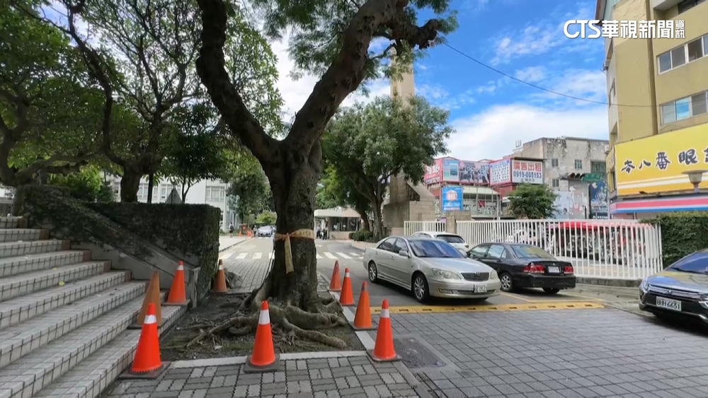 逢甲奪命榕樹疑染褐根病！　校內「60年樹36棵」全面健診
