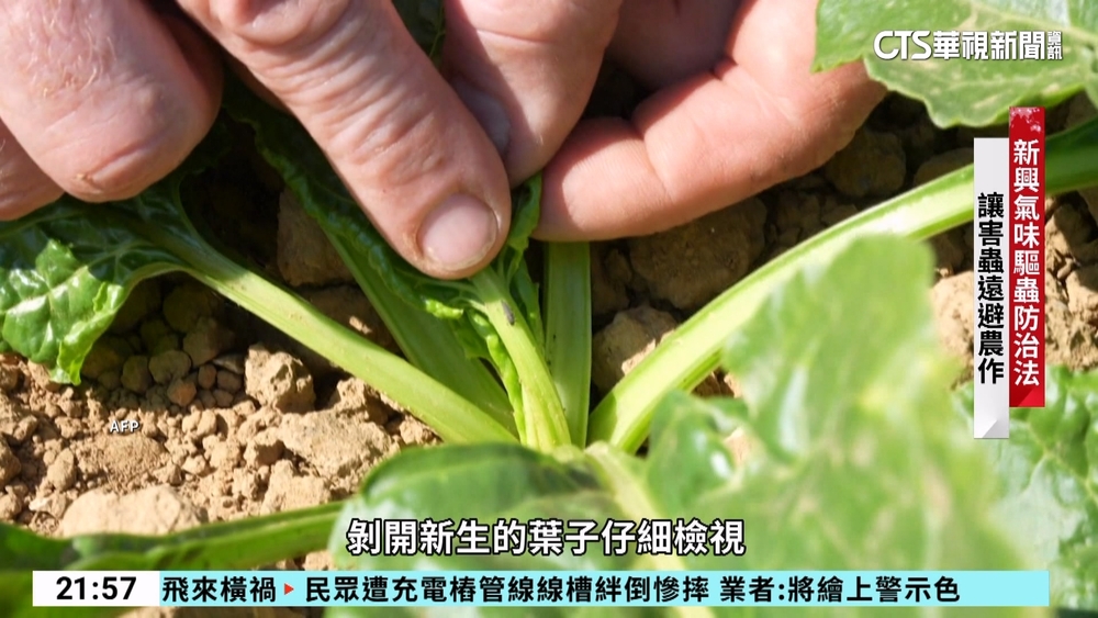 新興氣味驅蟲防治法　讓害蟲遠避農作