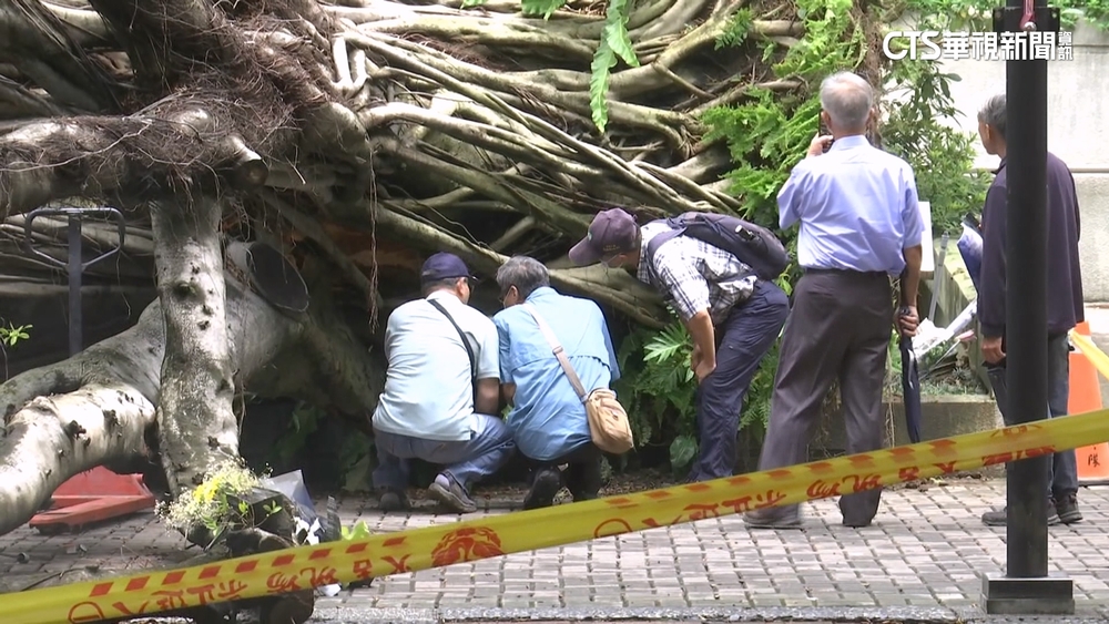 逢甲樹壓死碩士生「疑褐根病惹禍」　農業部採樣