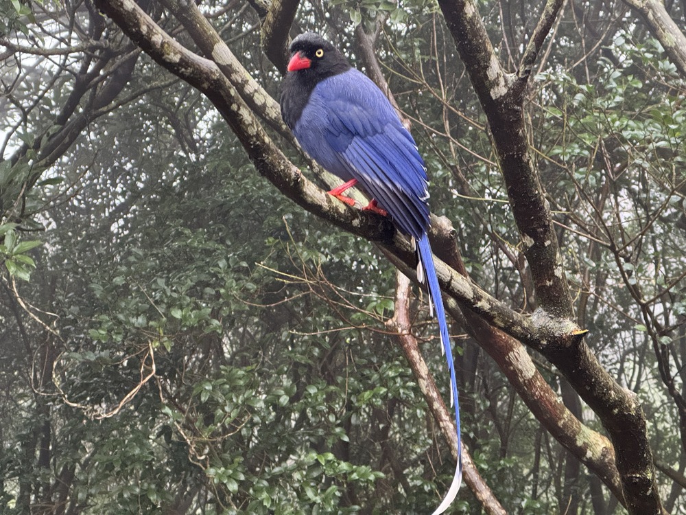 台灣藍鵲育雛期來臨　新北動保處籲：撐傘、繞道、尊重牠