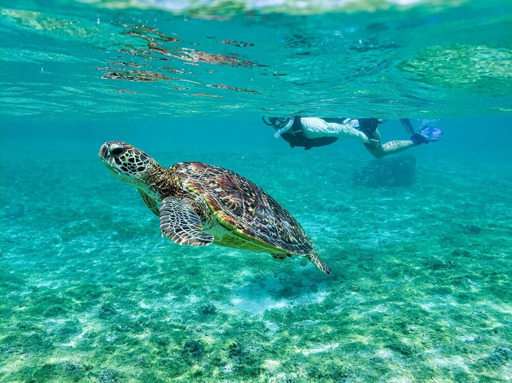 蔚藍的海洋中，充滿種類繁多的海洋生物，也成為浮潛和潛水活動的勝地。(圖 / 品牌提供)