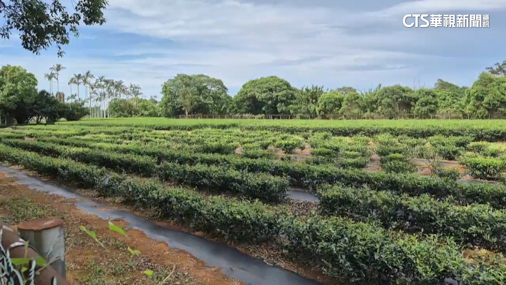 嘉義茶改場選址惹議　農業部：雙軸場域規畫方向不變