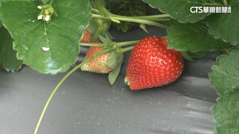 吹合歡山冷氣長大...　夏季限定草莓開賣了