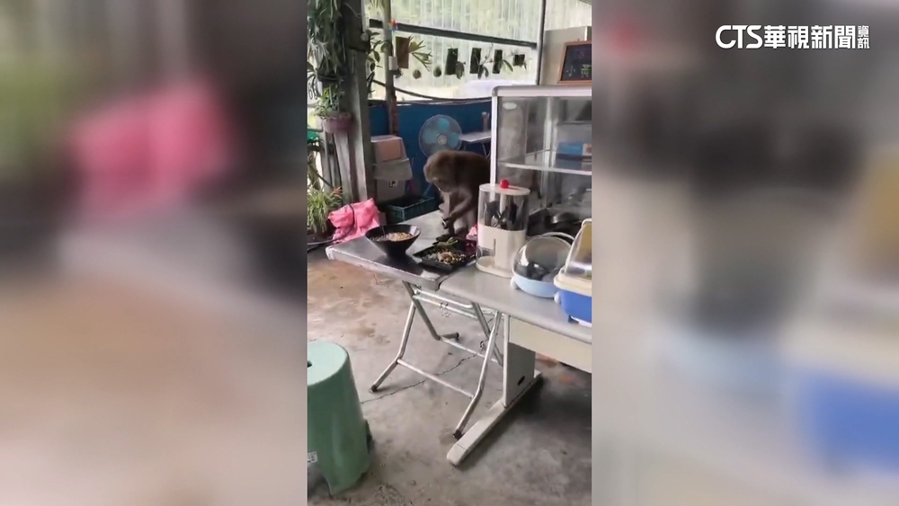 獼猴闖店搶食物　跳上桌霸吃陽春麵嚇壞客人