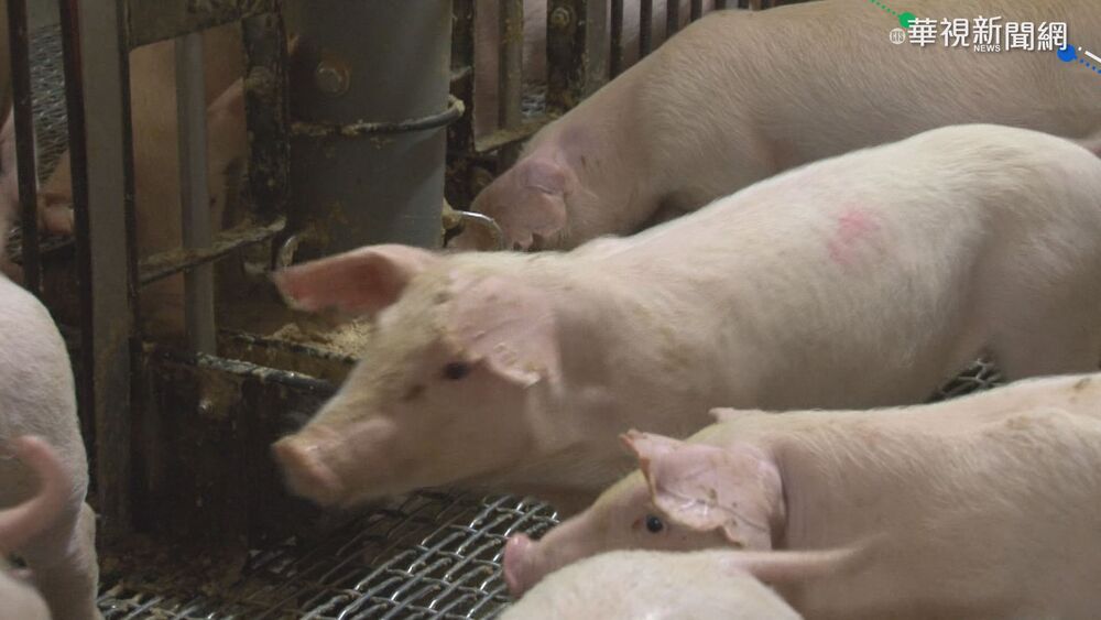 金門海漂豬屍驗出「非洲豬瘟」　農業部：暫停豬肉產品輸台至少1週