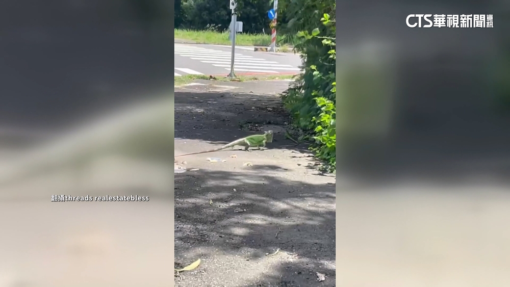 綠鬣蜥現身橋頭.楠梓數量多！　高市今年捕捉逾2萬隻