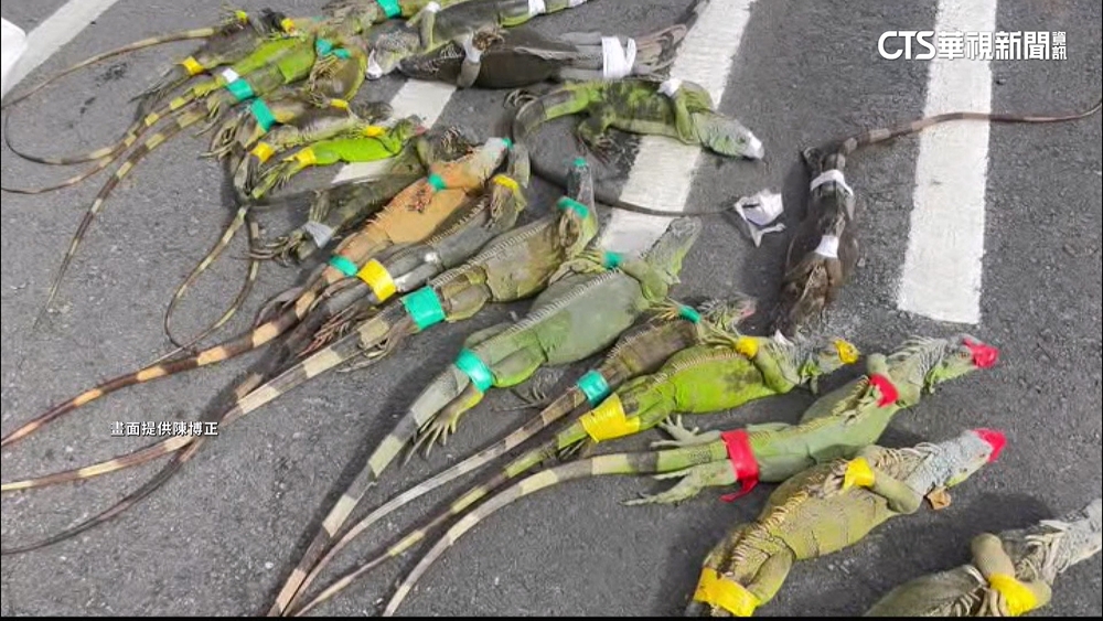 高雄「獵龍大隊」出動　高手一天可抓50隻綠鬣蜥