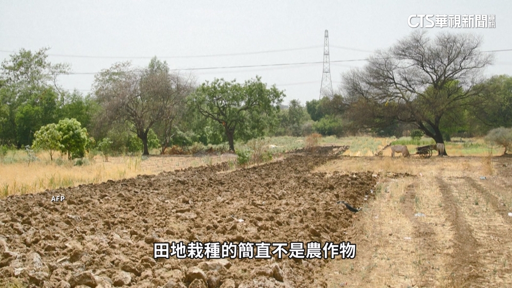 印度農業看天吃飯　氣候變遷衝擊農業