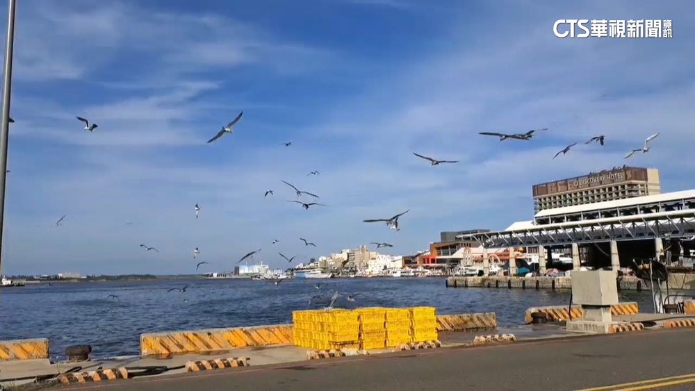 澎湖驚見「海鷗自助餐」　排隊偷吃魚逗樂民眾