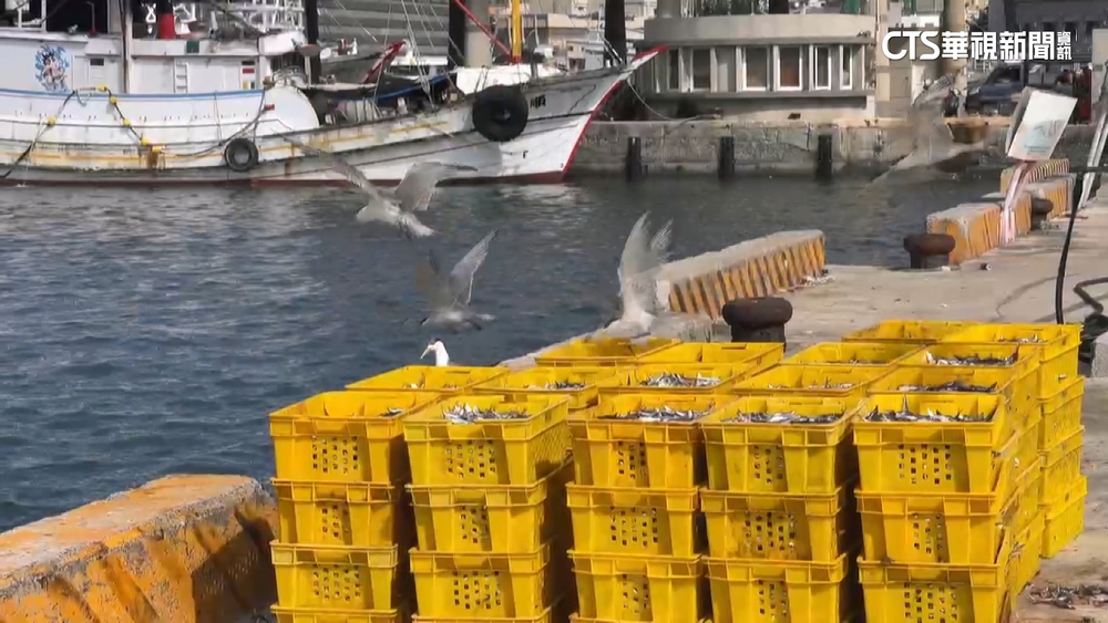 「海鷗吃自助餐」奇景掀討論　「排隊」吃魚逗樂民眾