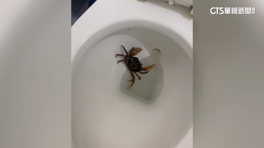 另類房客！墾丁民宿馬桶驚見「蟹老闆」　學者：遇繁殖期