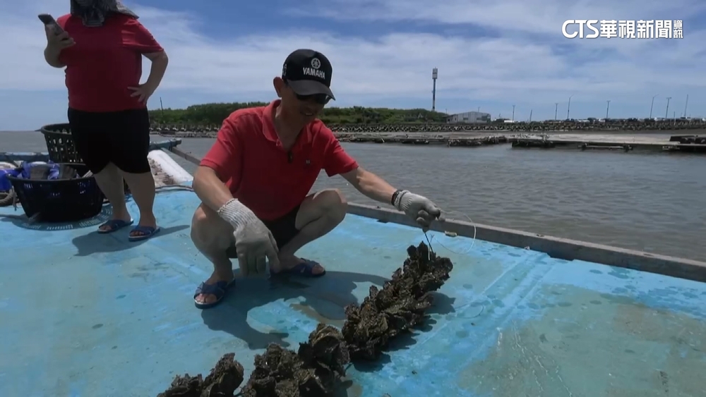 嘉義「偷蚵大盜」行竊再轉賣！　蚵農損失10萬起跳