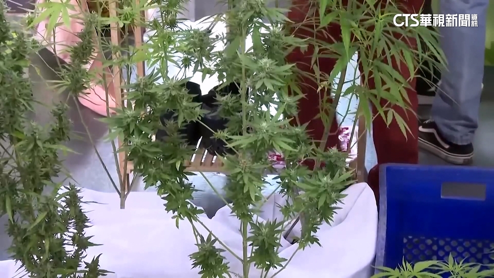 泰國擬禁大麻！　當地政府宣告僅限「醫療用途」