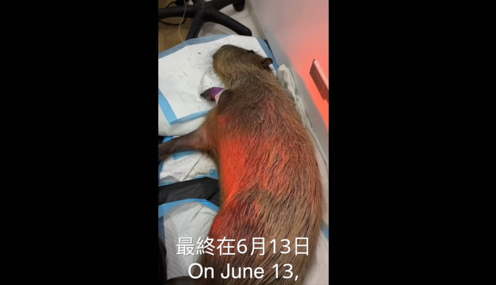 知名農場水豚疑遭「蓄意毒殺」　園區悲痛發聲：絕不原諒