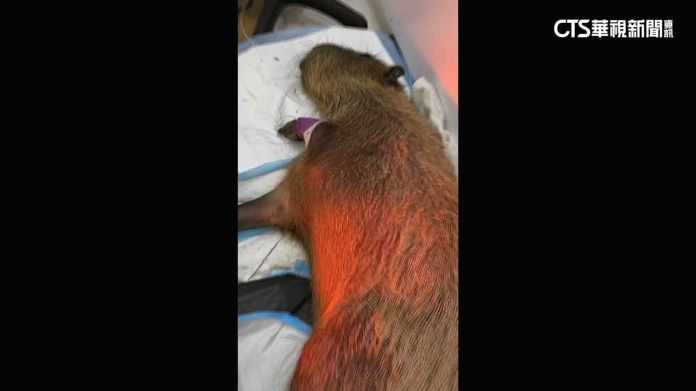 墾丁鹿兒島水豚遭人餵毒？送醫不治　業者將追究責任