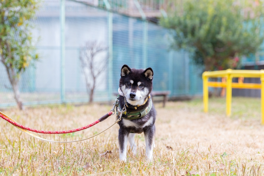 狗狗為何愛走主人前面？日網揭密「5原因」 飼主務必熟知