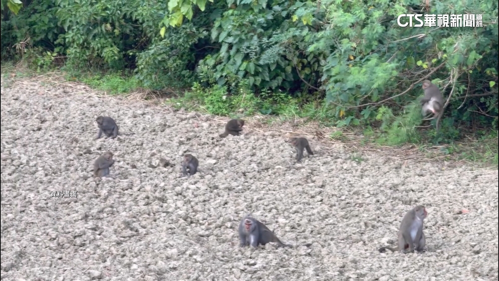 獵槍.電網擋不住滿州「猴患」　林保署開課防猴