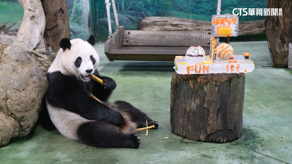 大貓熊「圓寶」5歲了！　萌吃「特製蛋糕冰」慶生