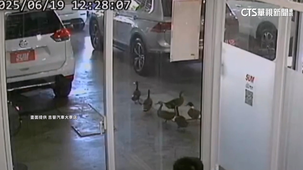 7隻鴨子中古車行趴趴走　網友：鴨想問有七人座嗎？