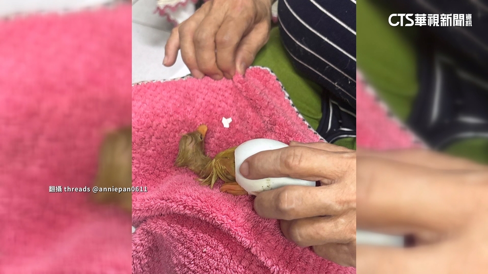 稱奇！鴨蛋沒吃放廚房　半個月後孵出7隻小鴨