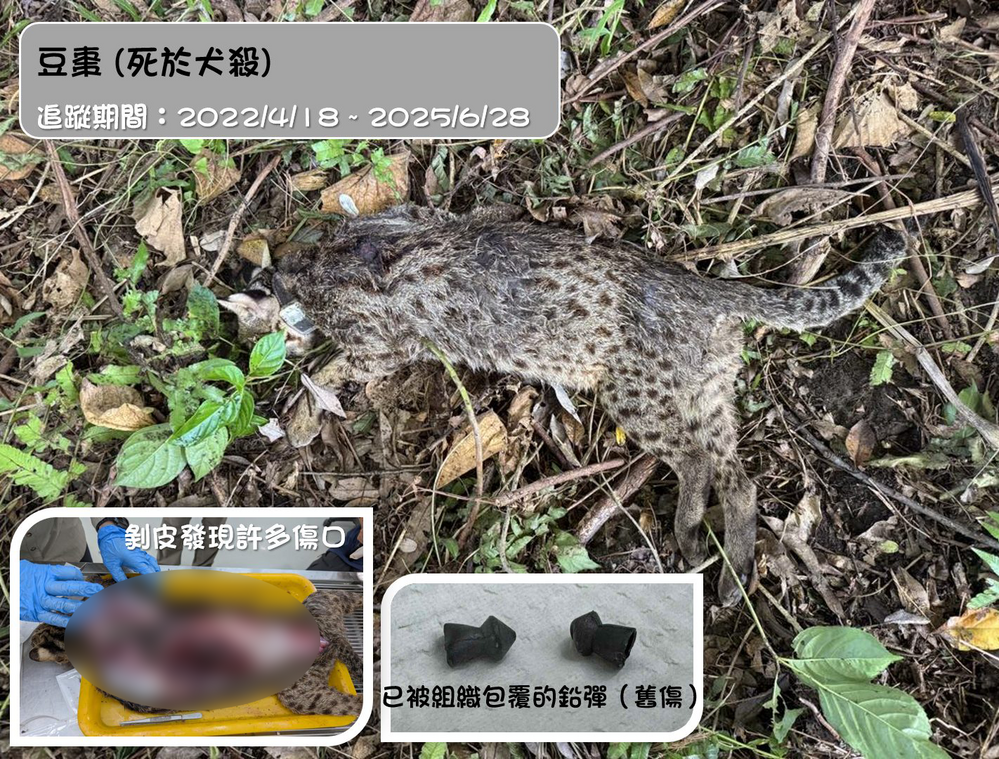 石虎「豆棗」遭犬殺死亡　解剖驚見「體內有鉛彈」！粉專痛心：曾遭人射擊