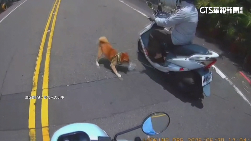 「牽繩過長」柴犬突竄路中　4機車減速急閃險追撞