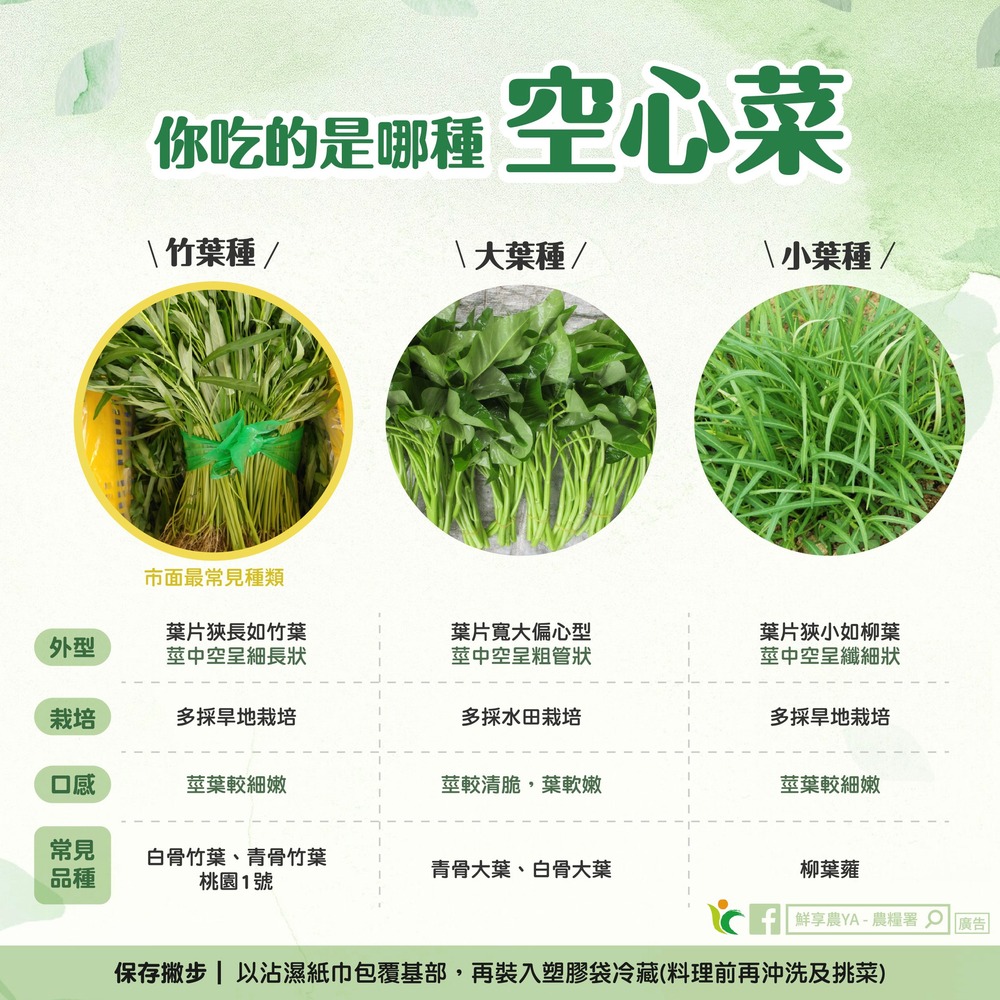 一圖搞懂空心菜家族！ 農糧署教1招延長保存　