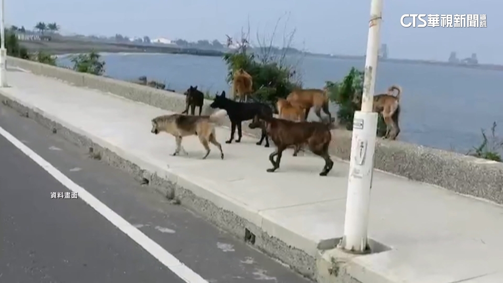 非首起！　永安浪犬攻擊意外頻傳　動保處：加強捕捉