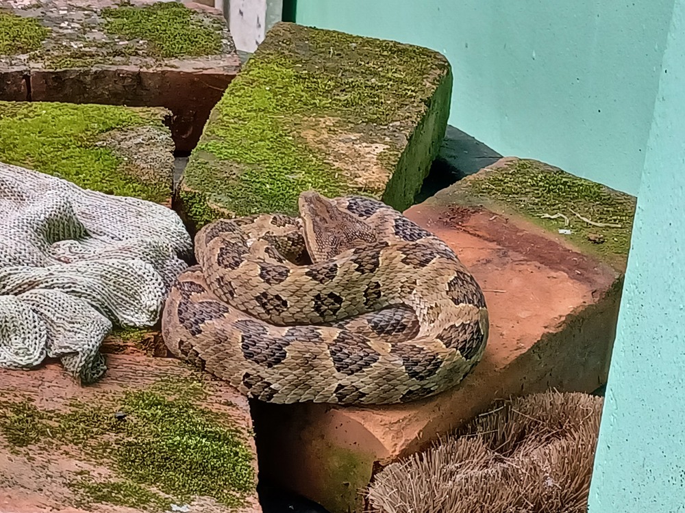 蛇出沒當「草繩」！民宅驚見龜殼花　5大環境恐招蛇來