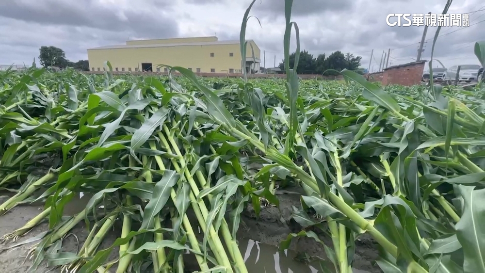 丹娜絲攪局！　芒果園.玉米田滿目瘡痍　農民欲哭無淚