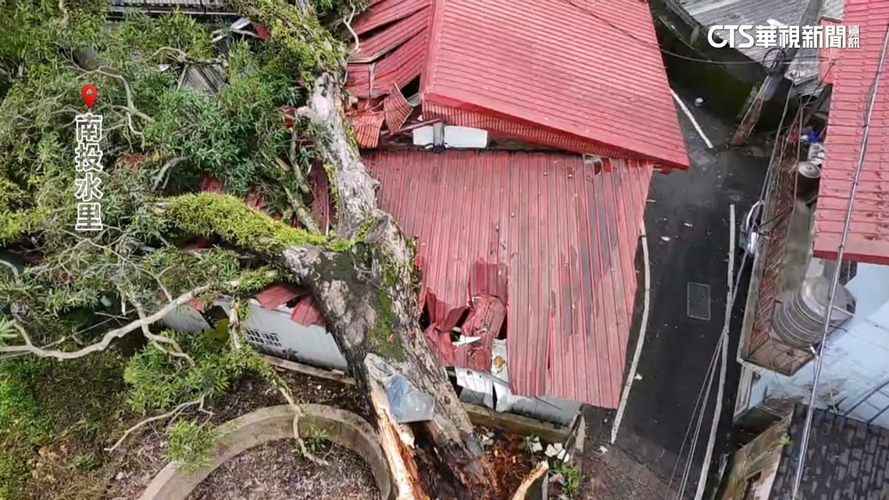 南投強風吹倒百年芒果樹　壓毀鐵皮屋頂！幸無傷