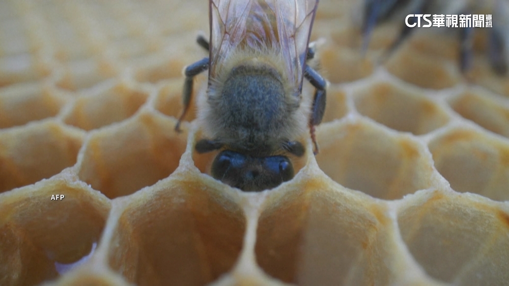 法南罕現蜜蜂攻擊事件　24人遭螫傷3命危