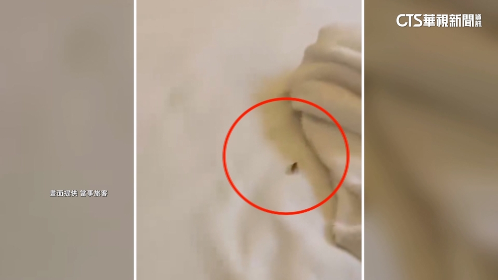 控郵輪行「床上有小強.冷氣故障」　業者歉：提供補償