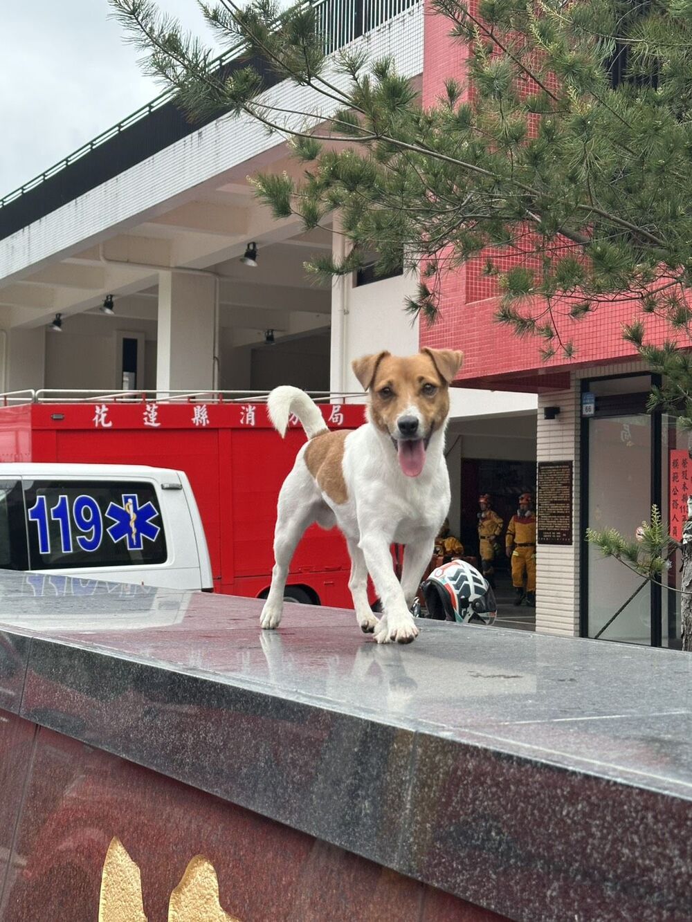 「特搜小鋼砲」搜救犬Wilson墜樓亡　消防局：骨骸將做紀念碑