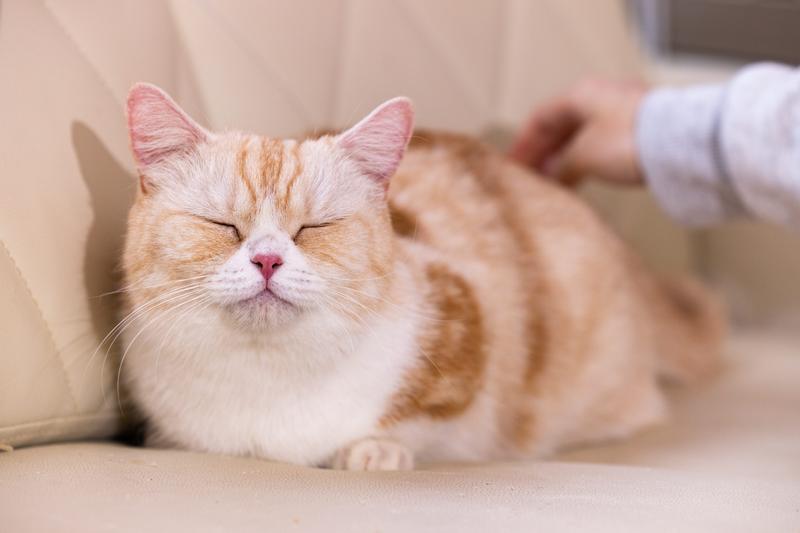 貓也怕中暑！獸醫曝「3條件」防熱傷害　打造最佳環境