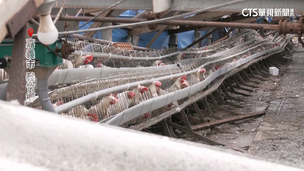 颱風重創嘉義蛋雞場！　雞嚇到暴斃　蛋量恐銳減