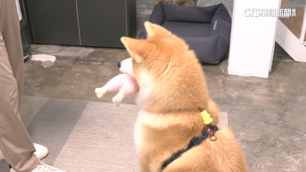 毛孩教育成主流！　寵物訓練市場需求大增