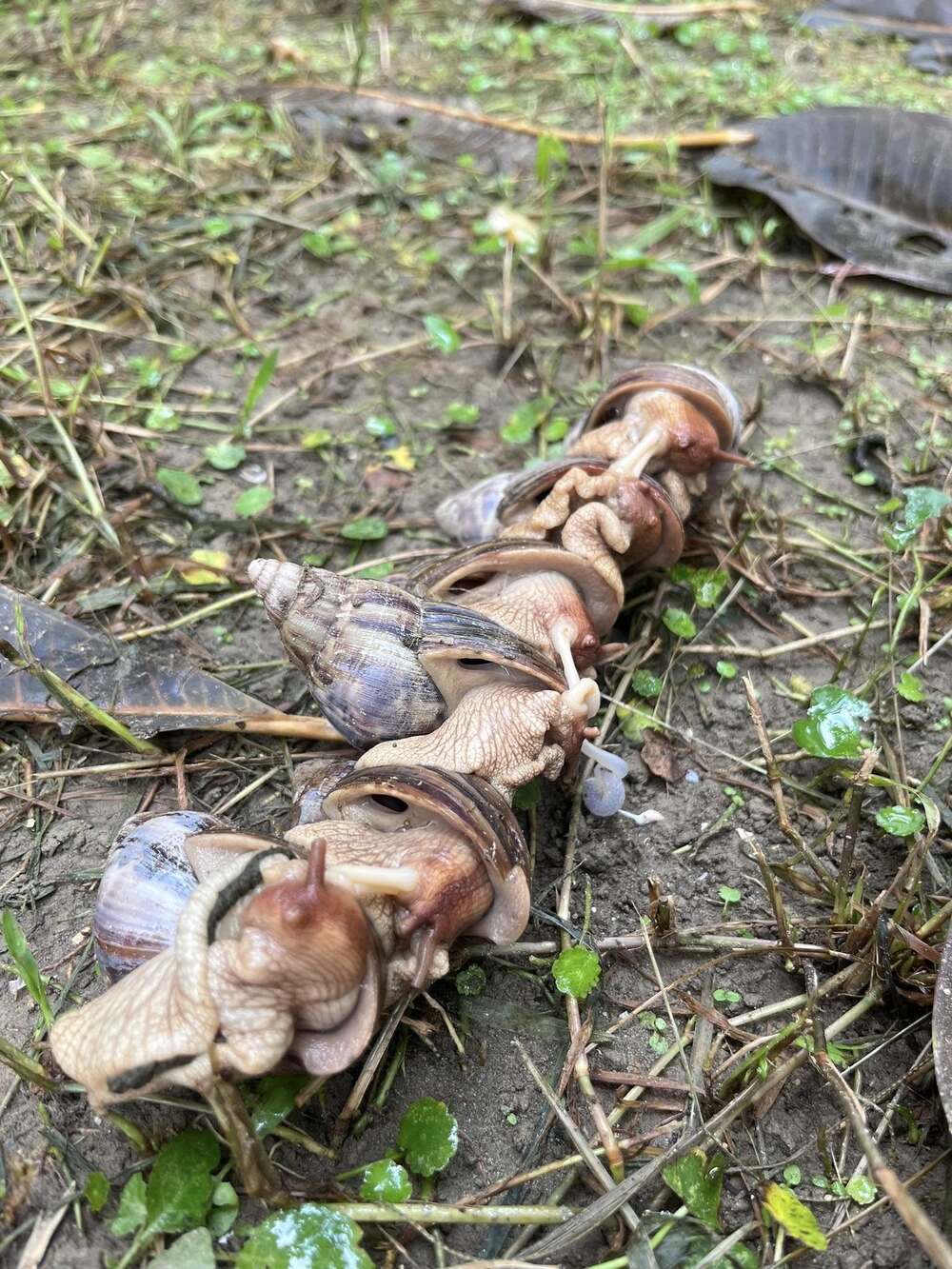 路上瞥見「一成串蝸牛」！一票人全疑惑　專家曝原因