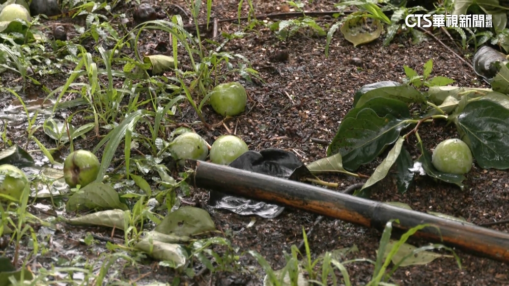 嘉義番路柿子園產量僅剩2-3成　柿農：40年來最慘！