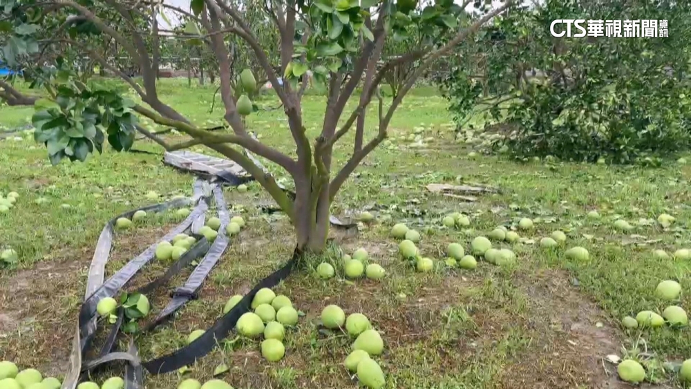 颱風+豪雨農損逾23億元　香蕉受損2.2億「最慘」！